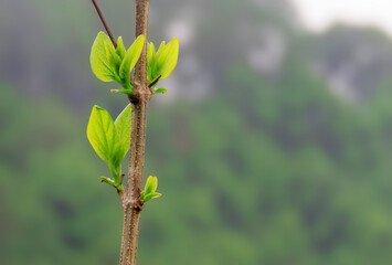 Young leaves on a tree growing environmental background. Environmental theme background with copy space.
