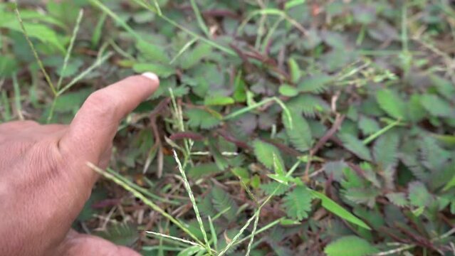 Effect of touch on the leaf of Mimosa pudica, touch-me-not, sensitive plant.