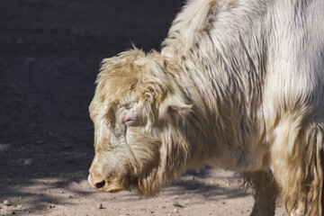 Photo of a white yak in high quality.