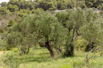 Olive trees on the island Zirje in Croatia