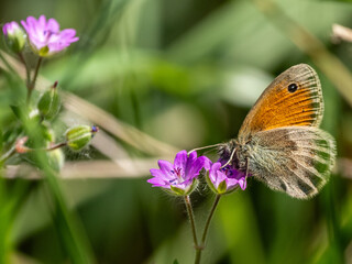 Schmetterling