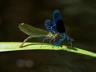Libelle
