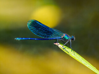 Libelle