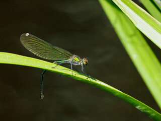 Libelle