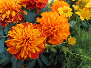 仲良しマリーゴールド夏