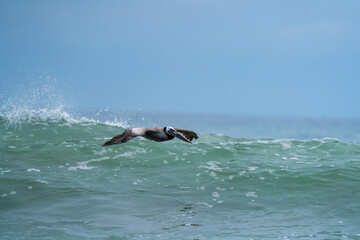 Brown Pelican Soaring Above Ocean Waves
