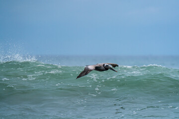 Brown Pelican Soaring Above Ocean Waves
