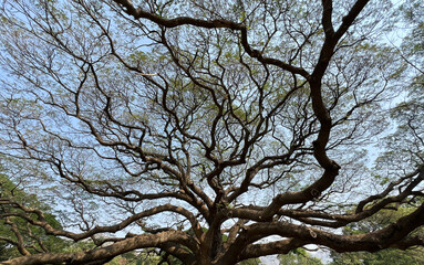 Beautiful Giant Rain Tree at Kanchanaburi, Thailand