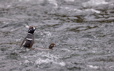 Pair of Harlequin Ducks in Yellowstone National Park in Springtime