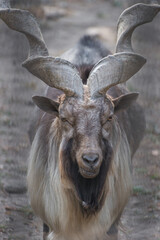 Beautiful close-up photo of a screw-horned goat.