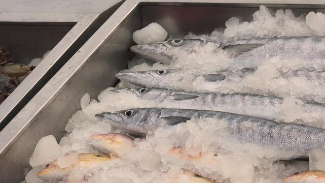A lot of fresh fish are in the ice on the counter in the market ocean sea Pomfret Mackerel Sardine Tuna Seer Fish Anchovy Barracuda Snapper Grouper Trevally