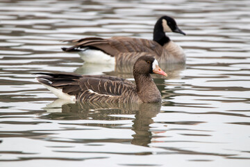 Obraz premium A Greater White-fronted Goose in Utah