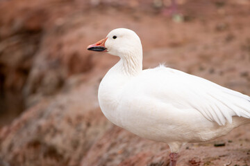 Fototapeta premium A Snow goose in Utah