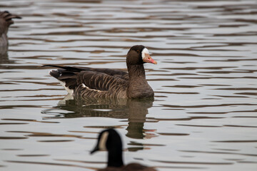 A Greater White-fronted Goose in Utah