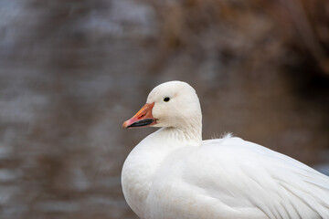 Fototapeta premium A Snow goose in Utah