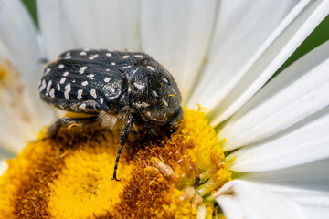 White spotted rose beetle - Oxythyrea funesta, beautiful black and white scarab beetle from European meadows and gardens, Zlin, Czech Republic.