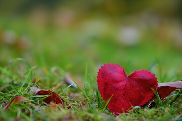 red heart on grass with green blurred background