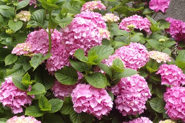 Les hortensias roses