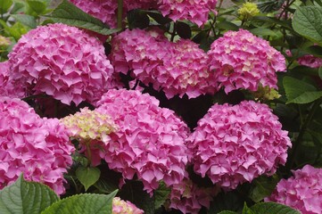 Fototapeta premium Hortensias roses