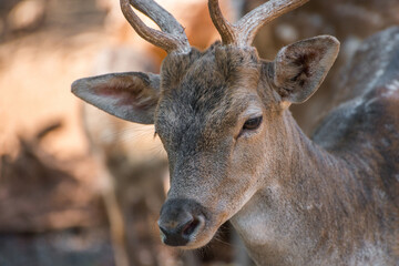 Beautiful photo of a fallow deer on a sunny day.