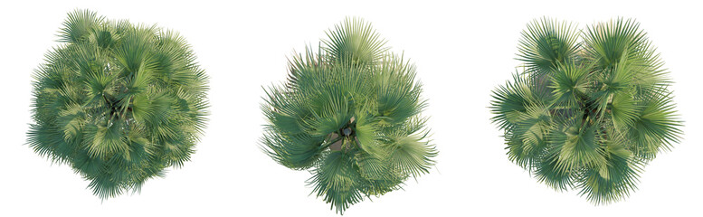 Washingtonia filifera tree plan top view 4k png cutout isolate