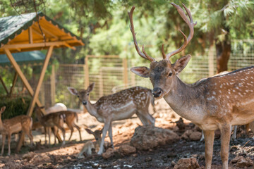 Beautiful photo of a fallow deer on a sunny day.
