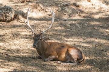 A red deer lies on the ground in the shade during the day.
