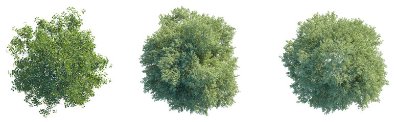 Betula pendula tree plan top view 4k png cutout isolate