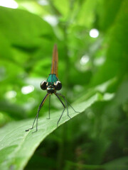A closeup shot of a dragonfly on a leaf in a forest 