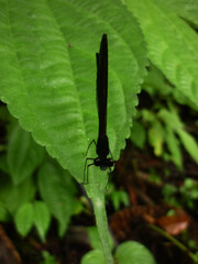 A closeup shot of a dragonfly on a leaf in a forest 