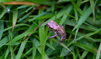 Frog in the grass