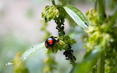 Black ladybird