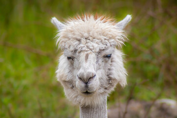 Fototapeta premium Portrait of an Alpaca