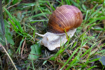 snail on the grass