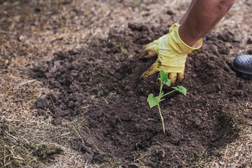 The hands of an elderly woman hold a young plant in the ground. Pumpkin seedlings are planted in the ground. Close-up. The concept of spring planting of vegetables and agriculture.