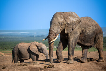 African elephant seen in wild