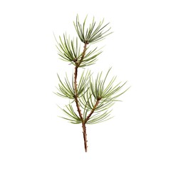 Spruce branch, pine, blue berries, needles watercolor illustration element. For decoration for Christmas, New Year, cards