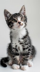 Adorable Felines on White Background, Perfect for Pet Lovers Generative AI