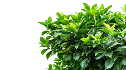 Tropical plant flower bush shrub  green tree isolated on white background with clipping path : Generative AI