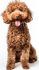 Happy Poodle Dog on White Background Generative AI