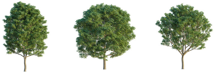 Elaeocarpus decipiens tree 4k png cutout isolate