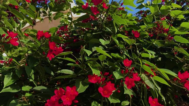 Jatropha integerrima, commonly known as peregrina or spicy jatropha flowers, blossoming nicely.