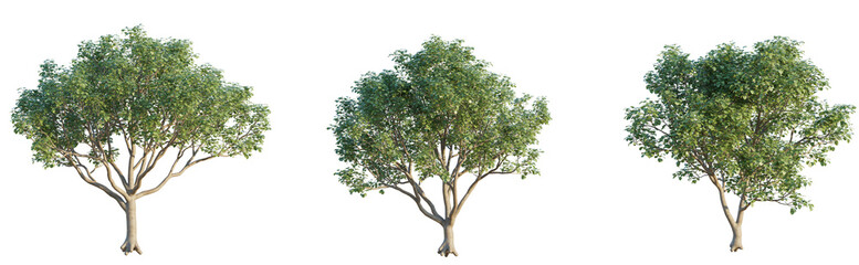 Cotinus coggygria tree 4k png cutout isolate