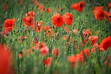 Fototapeta premium Summer landscape. Beautiful flowering field with poppies and clovers. Colorful nature background with sun and blue sky.