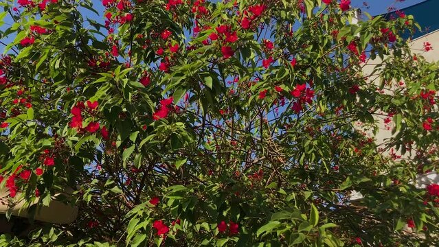Jatropha integerrima, commonly known as peregrina or spicy jatropha flowers, blossoming nicely.