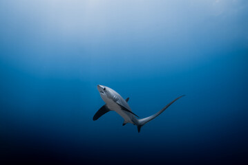 Thresher Shark