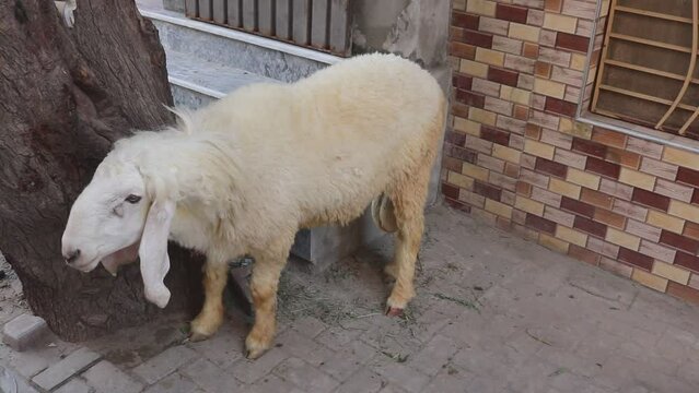 white sheep on a farm