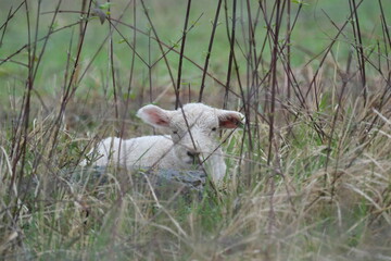 Eco pâturage mouton prairie © Cyndie