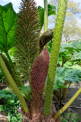 Close up of giant rhubarb in bloom