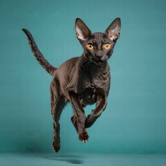 cat, simple background, AI Art
